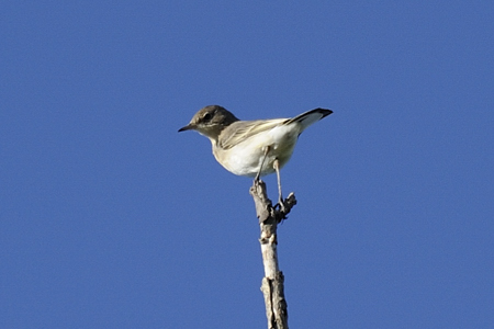 Uccelli da identificare